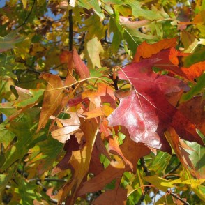 Quercus Rubra Champion Oak Leaves Northern Red Oak