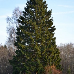 Norway Spruce
